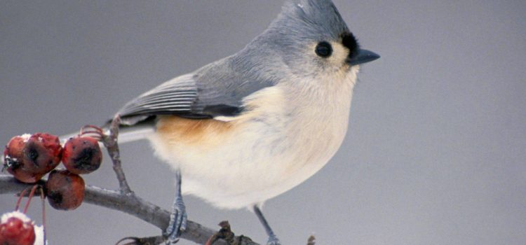 Country Ecology: The Tufted Titmouse Country Ecology: The Tufted Titmouse