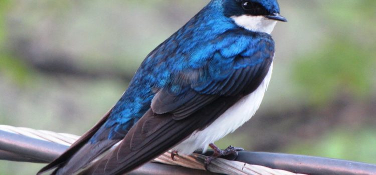 Country Ecology: Tree Swallow Populations Country Ecology: Tree Swallow Populations